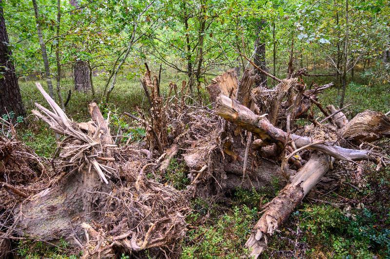 Waldbesitzer Hermann Knietsch ist zu Recht mehr als sauer. Unbekannte benutzen sein Waldstück als Wurzelstockdeponie. Wird der Übeltäter nicht gefunden, bleibt er auf den Entsorgungskosten sitzen. - Foto von Werner Schulz