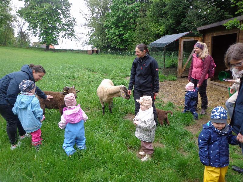 Die Antonius-Krippenkinder sahen sich im Hansen-Bauernhof in Paulsdorf um. Unter Aufsicht von Bäuerin Maria Jäger (stehend Mitte) durften die Kleinen die Tiere, wie hier die Schafe, auch streicheln. - Foto von Werner Schulz